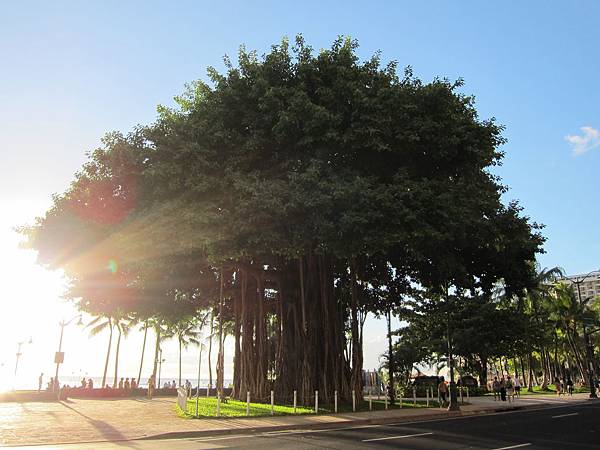 131206-4 Kuhio Beach (7)