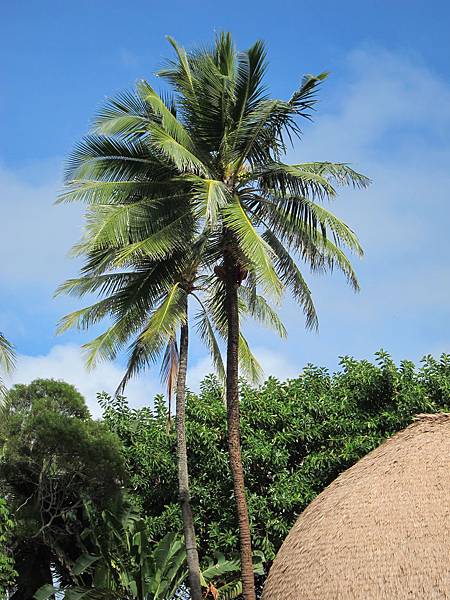 薩摩亞 Samoa (4) 薩摩亞 Samoa (4)