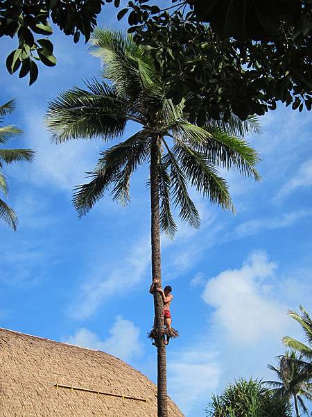 薩摩亞 Samoa (5)