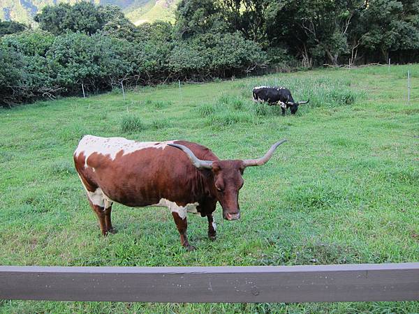 131212-1 Kualoa Ranch (34) 131212-1 Kualoa Ranch (34)