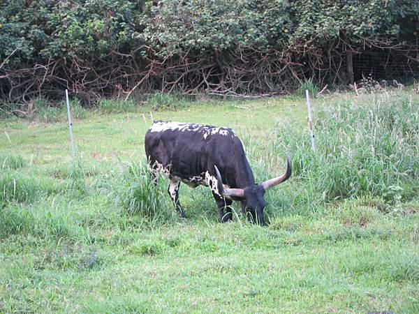 131212-1 Kualoa Ranch (35)