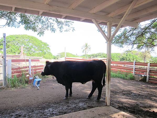 131212-1 Kualoa Ranch (126)