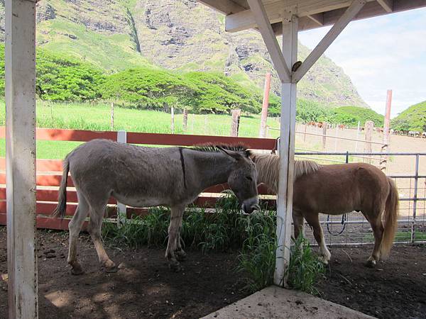 131212-1 Kualoa Ranch (127)