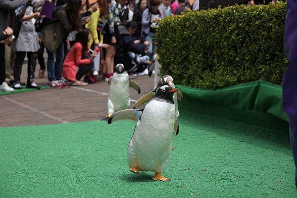 140528-3 尼克斯海洋公園 (47)