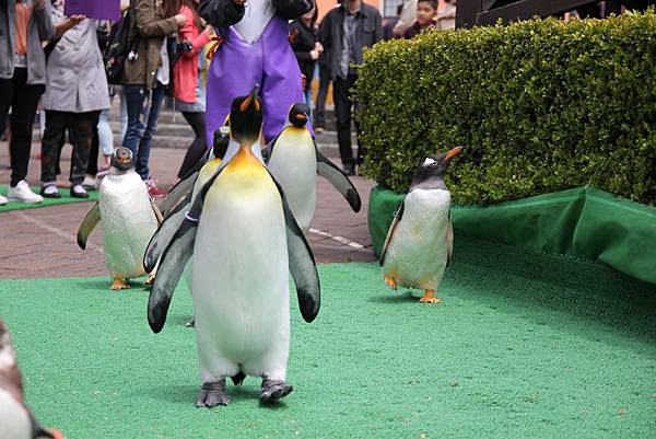 140528-3 尼克斯海洋公園 (48)