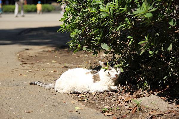 140914-4 上野恩賜公園 (15)