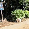 140914-4 上野恩賜公園 (17)