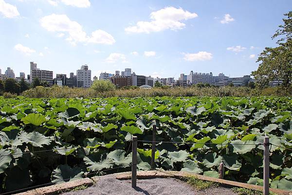 140914-4 上野恩賜公園 (29)