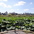 140914-4 上野恩賜公園 (29)