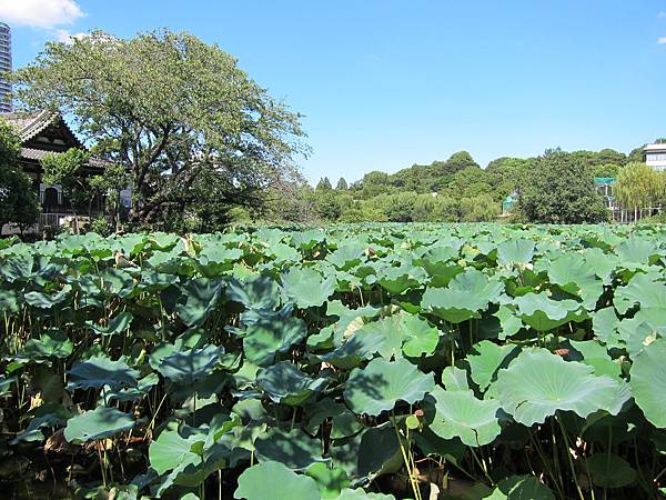 140914-4 上野恩賜公園 (34)