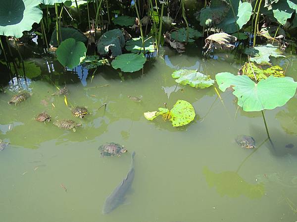 140914-4 上野恩賜公園 (36)