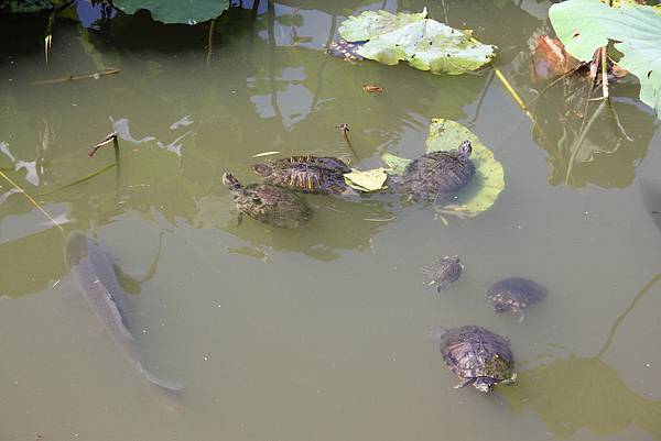 140914-4 上野恩賜公園 (37)