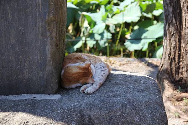 140914-4 上野恩賜公園 (38)