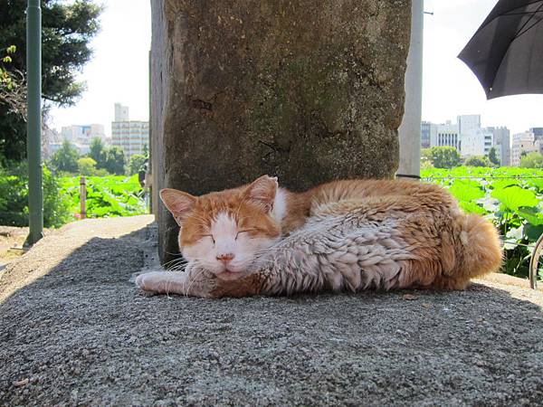 140914-4 上野恩賜公園 (39)