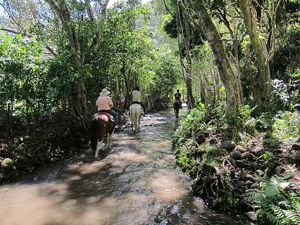 150401-1 Horseback Adventure＠Waipi'o on Horseback (39)