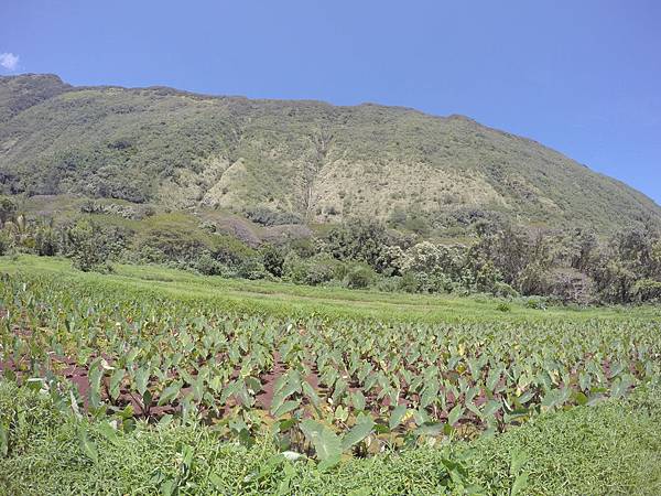 150401-1 Horseback Adventure＠Waipi'o on Horseback (79)