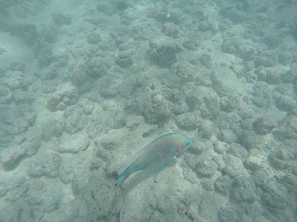 150329-1 Hanauma Bay (15)