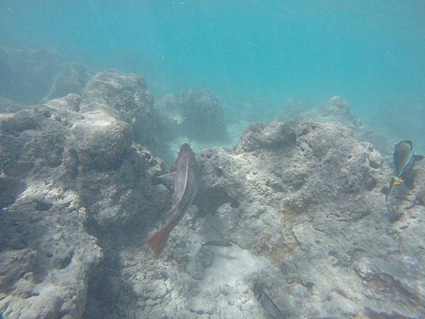 150329-1 Hanauma Bay (19)