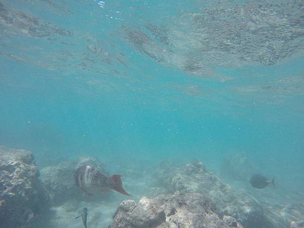 150329-1 Hanauma Bay (20)