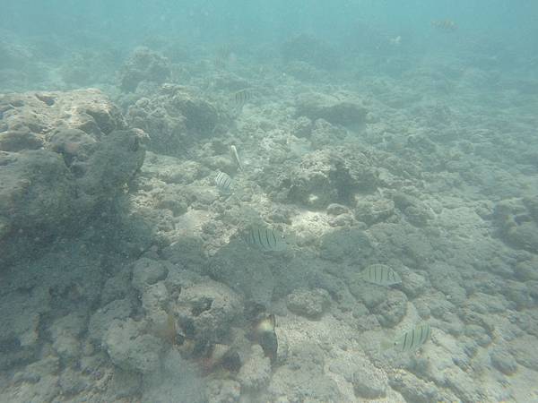 150329-1 Hanauma Bay (24)