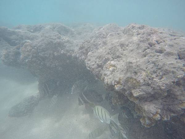 150329-1 Hanauma Bay (38)