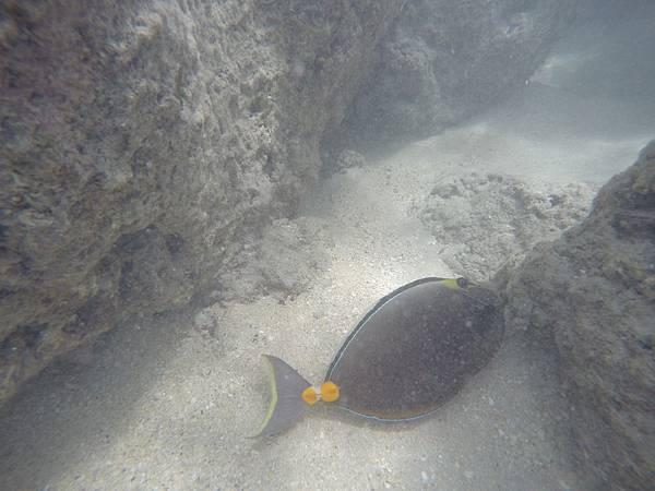 150329-1 Hanauma Bay (40)