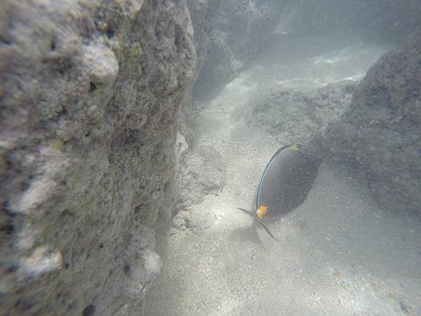 150329-1 Hanauma Bay (41)