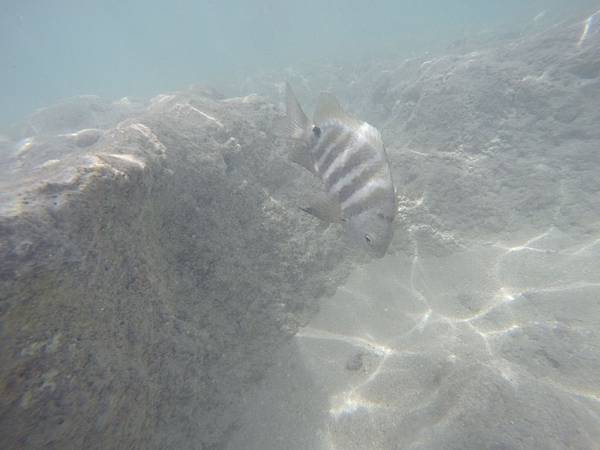 150329-1 Hanauma Bay (44)