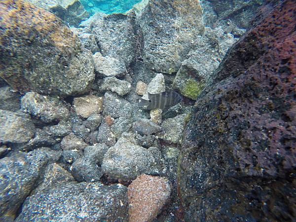 150402-5 Kapoho (Wai' Opae) Tide Pools (6) 150402-5 Kapoho (Wai' Opae) Tide Pools (6)