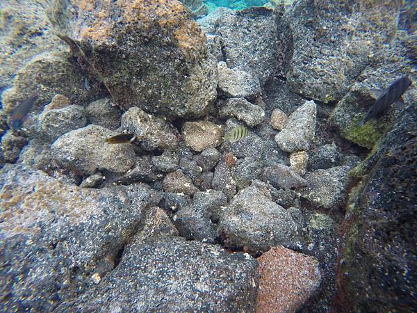 150402-5 Kapoho (Wai' Opae) Tide Pools (7)