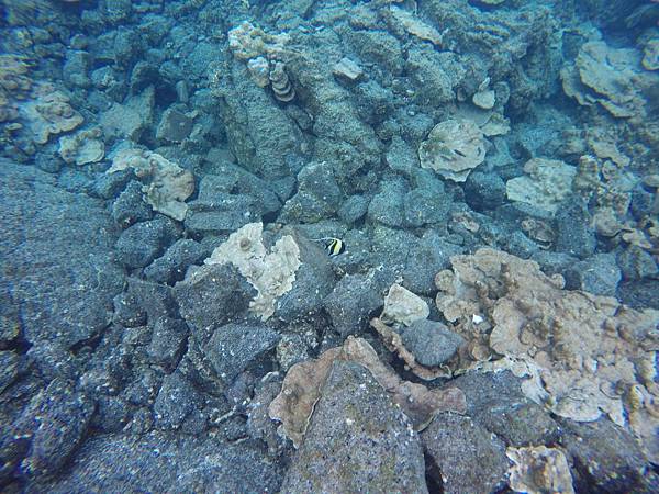 150402-5 Kapoho (Wai' Opae) Tide Pools (11) 150402-5 Kapoho (Wai' Opae) Tide Pools (11)