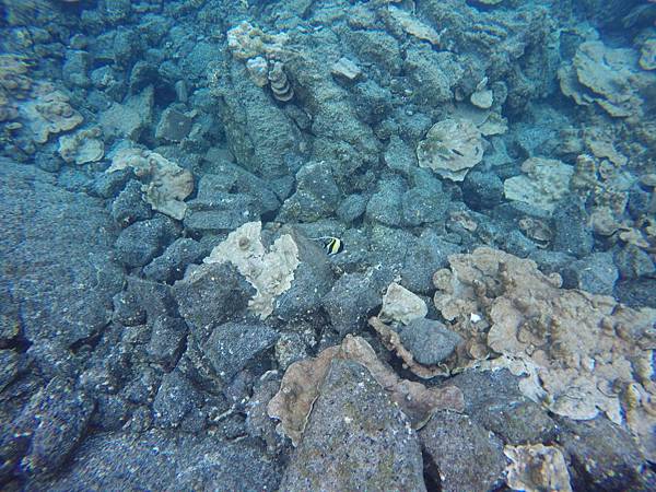 150402-5 Kapoho (Wai' Opae) Tide Pools (11)