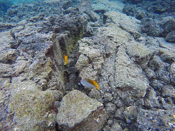 150402-5 Kapoho (Wai' Opae) Tide Pools (16)