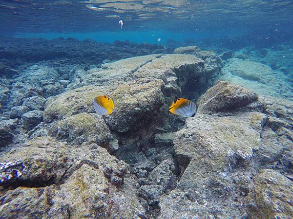 150402-5 Kapoho (Wai' Opae) Tide Pools (19)