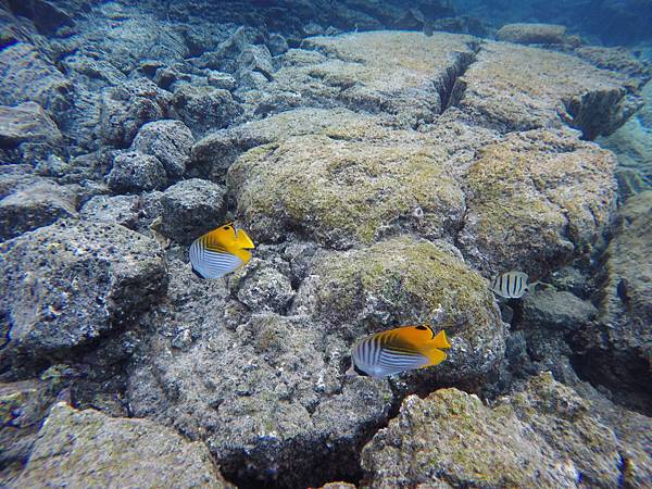 150402-5 Kapoho (Wai' Opae) Tide Pools (20)