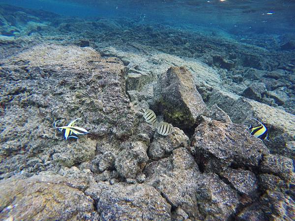 150402-5 Kapoho (Wai' Opae) Tide Pools (21)