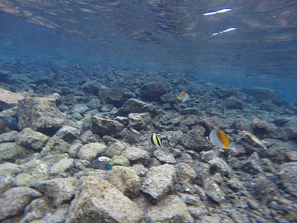 150402-5 Kapoho (Wai' Opae) Tide Pools (27)