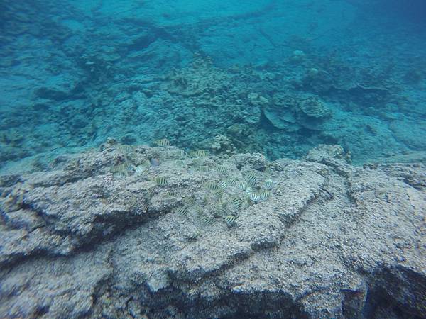 150402-5 Kapoho (Wai' Opae) Tide Pools (30)