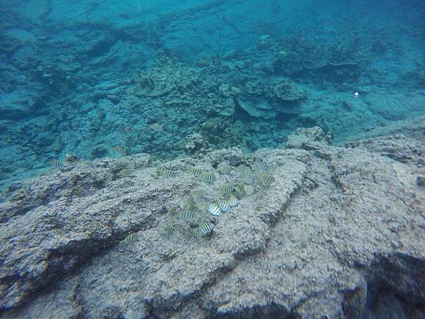 150402-5 Kapoho (Wai' Opae) Tide Pools (31)