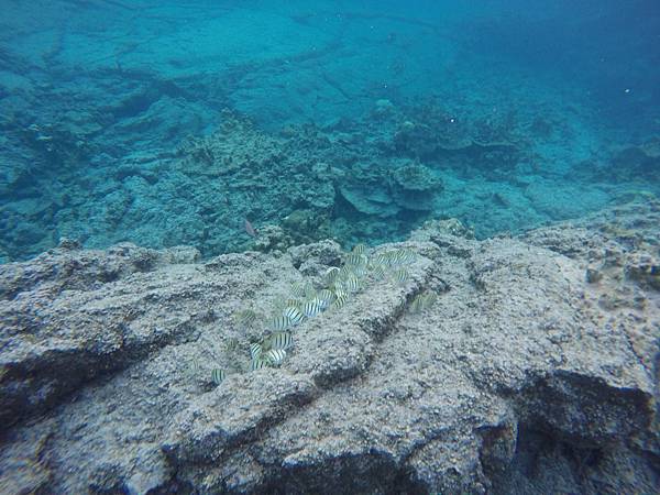 150402-5 Kapoho (Wai' Opae) Tide Pools (32)