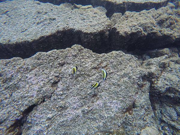 150402-5 Kapoho (Wai' Opae) Tide Pools (36)