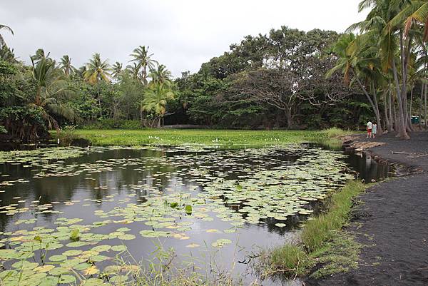 150403-3 Punalu'u Black Sand Beach Park (15)