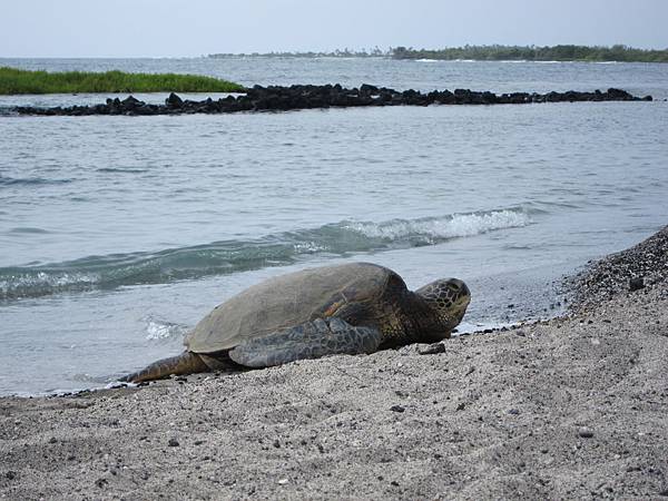 150404-4 Kaloko-Honokōhau National Historical Park (10)