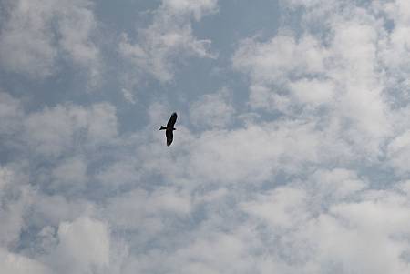 151023-9 尖沙咀海濱花園觀景步道 (2) 151023-9 尖沙咀海濱花園觀景步道 (2)