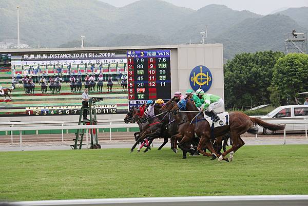 151025-4 沙田馬場 (37) 151025-4 沙田馬場 (37)