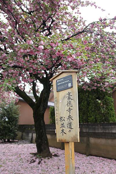 160424-3 豪德寺 (1)