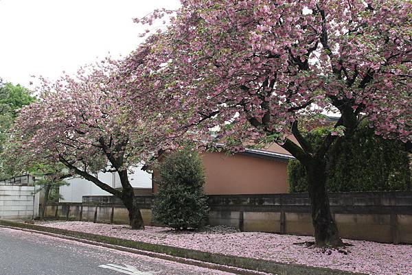 160424-3 豪德寺 (3)