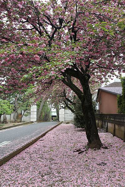 160424-3 豪德寺 (5)