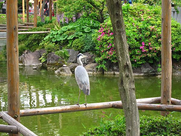 160427-1 龜戶天神社 (16)