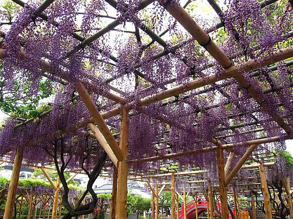 160427-1 龜戶天神社 (24)